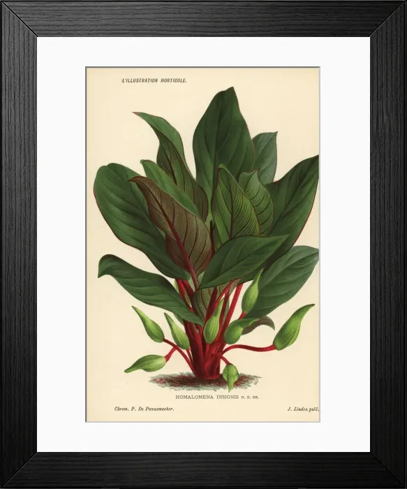 Framed Print : Homalomena insignis foliage plant Framed Print : Homalomena insignis foliage plant