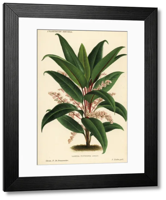 Framed Print : Labisia pothoina Framed Print : Labisia pothoina