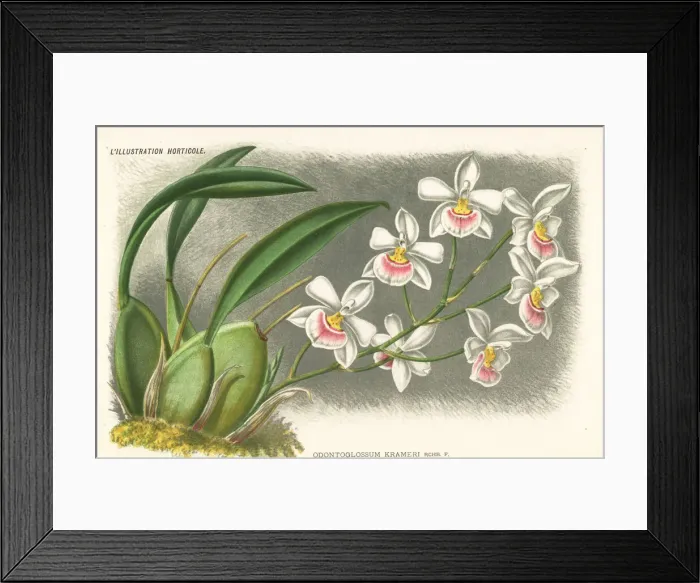 Framed Print : Rossioglossum krameri orchid Framed Print : Rossioglossum krameri orchid