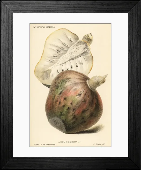 Framed Print : Chirimuya fruit, Annona cherimola Framed Print : Chirimuya fruit, Annona cherimola