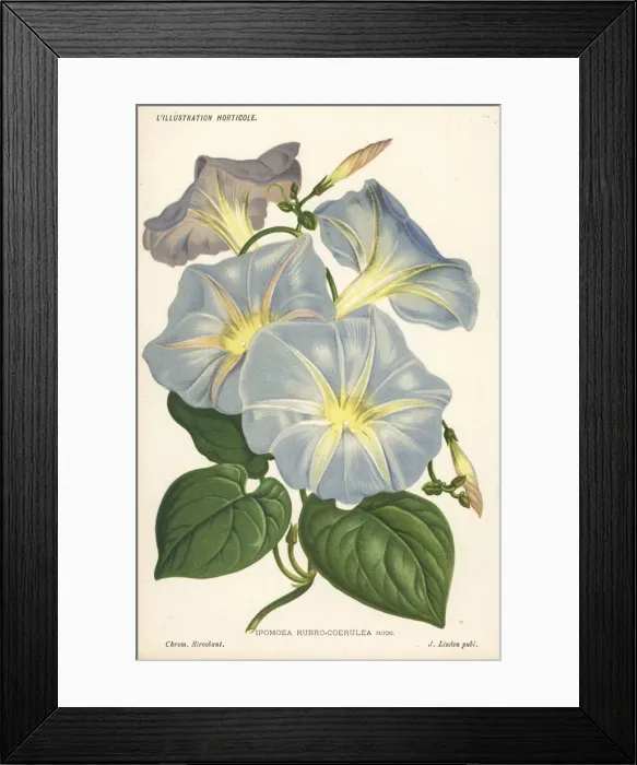 Framed Print : Morning glory, Ipomoea tricolor Framed Print : Morning glory, Ipomoea tricolor