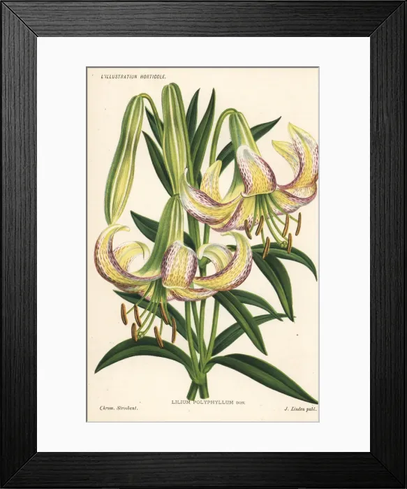 Framed Print : Lilium polyphyllum Framed Print : Lilium polyphyllum