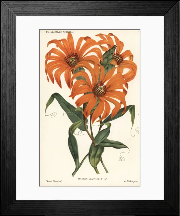 Framed Print : Sunflower species, Mutisia decurrens Framed Print : Sunflower species, Mutisia decurrens