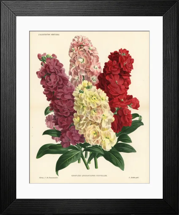 Framed Print : New varieties of hoary stock, Matthiola incana Framed Print : New varieties of hoary stock, Matthiola incana