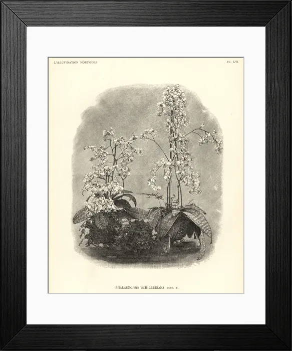 Framed Print : Phalaenopsis schilleriana orchid Framed Print : Phalaenopsis schilleriana orchid