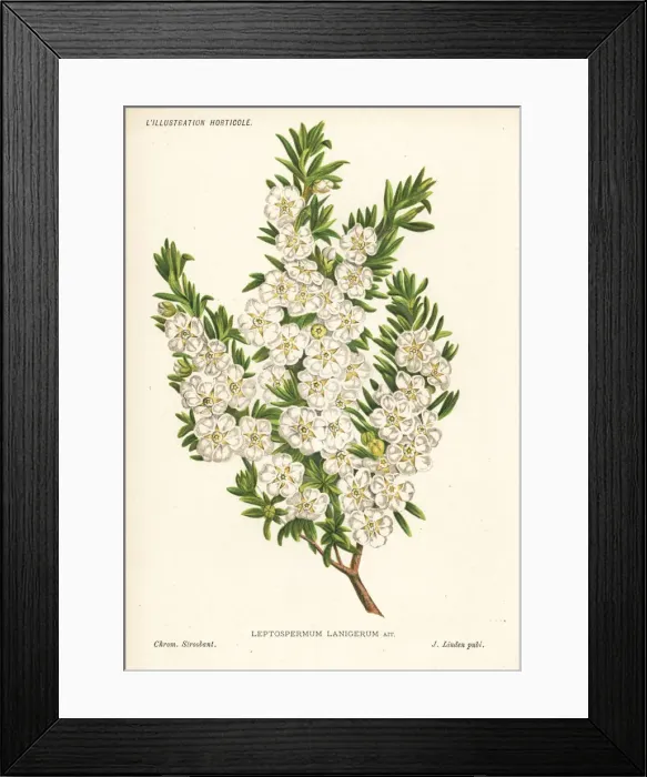 Framed Print : Woolly tea-tree, Leptospermum lanigerum Framed Print : Woolly tea-tree, Leptospermum lanigerum