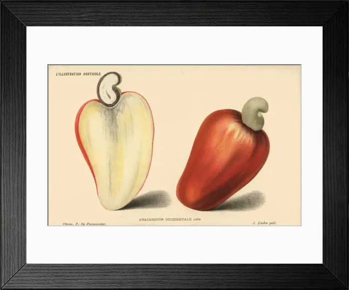 Framed Print : Cashew nut, Anacardium occidentale Framed Print : Cashew nut, Anacardium occidentale