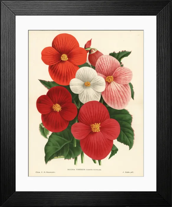 Framed Print : New varieties of begonia Framed Print : New varieties of begonia