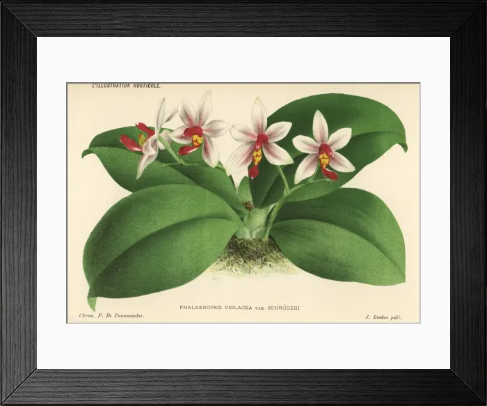 Framed Print : Phalaenopsis x gersenii. Phalaenopsis x gersenii Framed Print : Phalaenopsis x gersenii. Phalaenopsis x gersenii