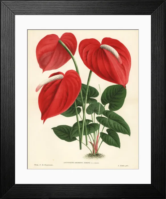 Framed Print : Flamingo flower hybrid, Anthurium Archiduc Joseph Framed Print : Flamingo flower hybrid, Anthurium Archiduc Joseph