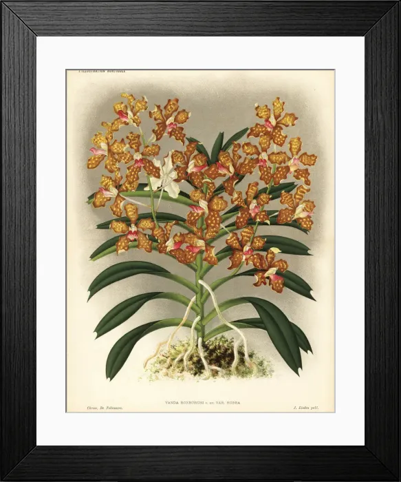 Framed Print : Grey orchid, red variety, Vanda tessellata Framed Print : Grey orchid, red variety, Vanda tessellata