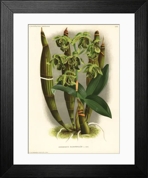 Framed Print : Pastors orchid, Dendrobium macrophyllum Framed Print : Pastors orchid, Dendrobium macrophyllum