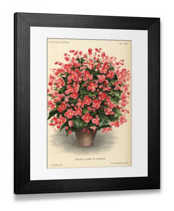 Framed Print : Begonia hybrid, Gloire de Lorraine, raised