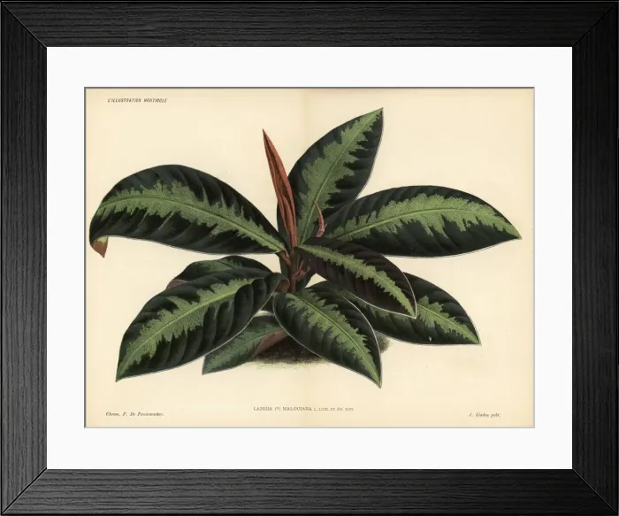Framed Print : Coralberry or marlberry, Ardisia malouiana Framed Print : Coralberry or marlberry, Ardisia malouiana