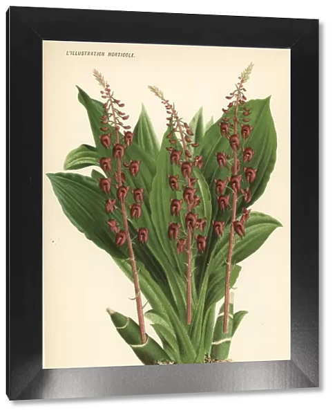 Crepidium resupinatum orchid