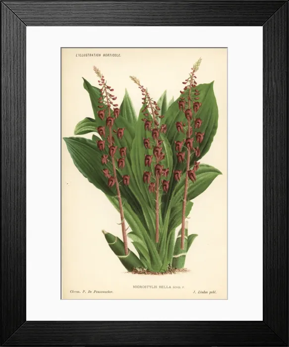 Framed Print : Crepidium resupinatum orchid Framed Print : Crepidium resupinatum orchid