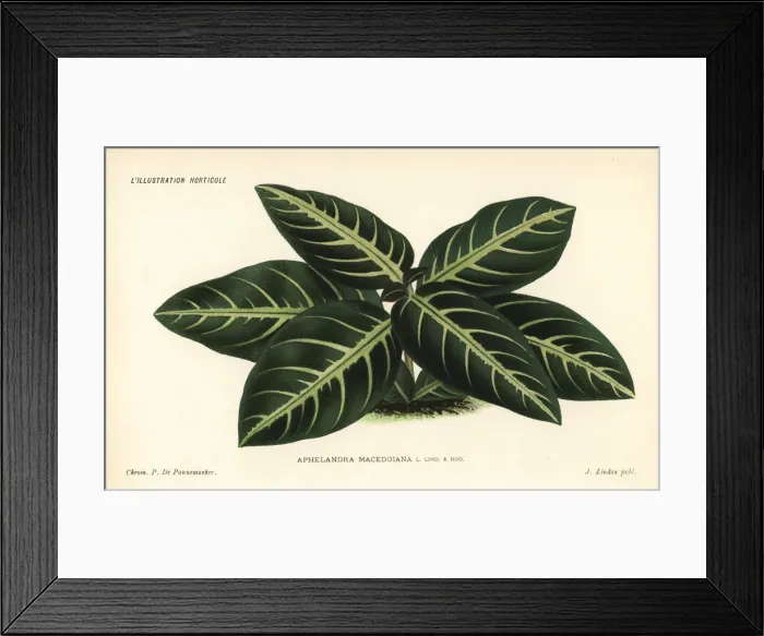 Framed Print : Aphelandra macedoiana Framed Print : Aphelandra macedoiana