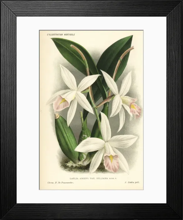 Framed Print : Laelia anceps orchid Framed Print : Laelia anceps orchid