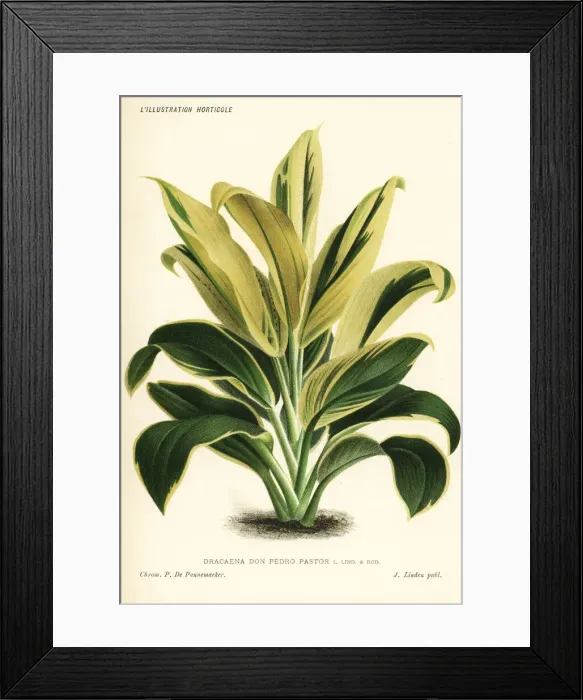 Framed Print : Cordyline hybrid Don Pedro Pastor Framed Print : Cordyline hybrid Don Pedro Pastor