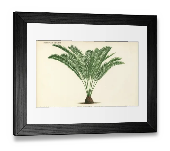 Framed Print : Zamia tonkinensis palm tree Framed Print : Zamia tonkinensis palm tree