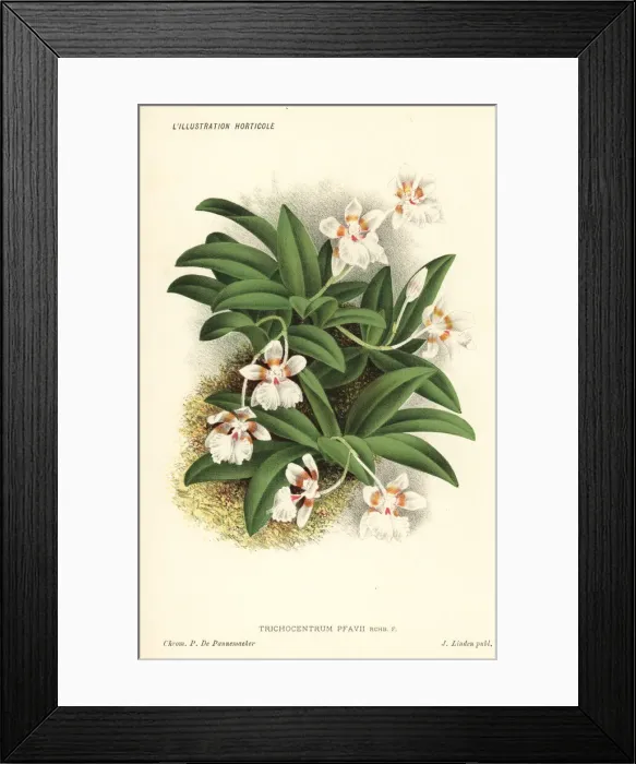 Framed Print : Pfaus trichocentrum orchid, Trichocentrum pfavii Framed Print : Pfaus trichocentrum orchid, Trichocentrum pfavii