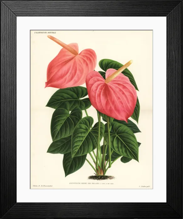Framed Print : Flamingo flower variety, Anthurium Reine des Belges Framed Print : Flamingo flower variety, Anthurium Reine des Belges