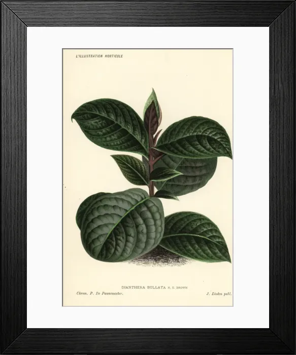 Framed Print : Cosmianthemum bullatum Framed Print : Cosmianthemum bullatum