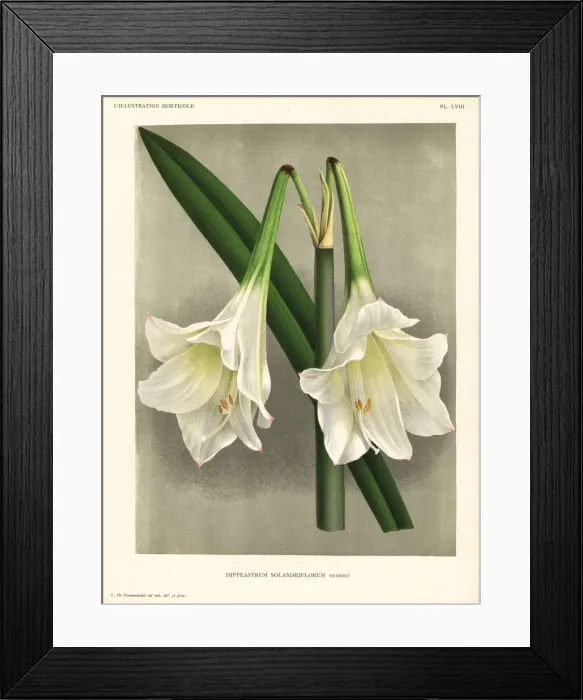 Framed Print : Hippeastrum elegans Framed Print : Hippeastrum elegans