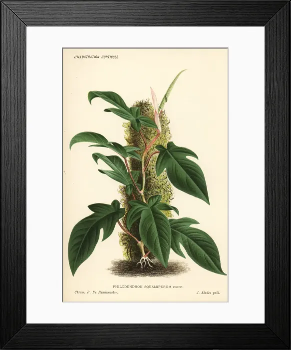 Framed Print : Philodendron squamiferum foliage plant Framed Print : Philodendron squamiferum foliage plant