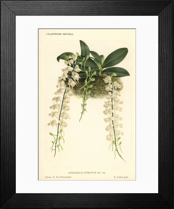 Framed Print : Aerangis citrata orchid Framed Print : Aerangis citrata orchid