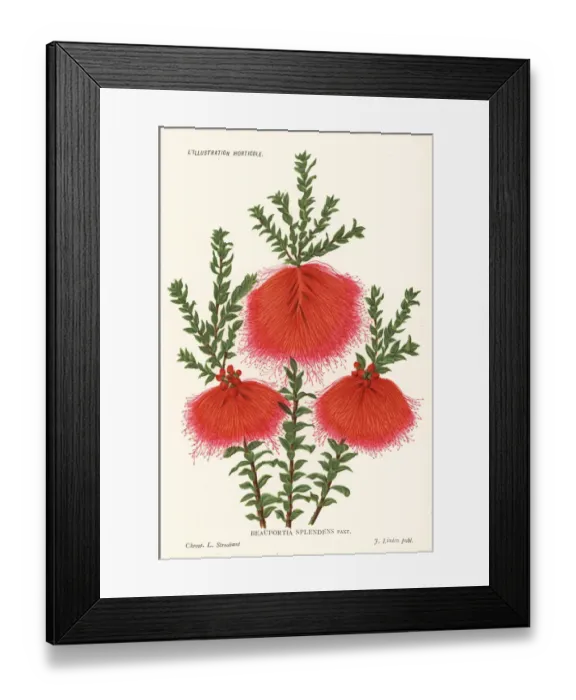Framed Print : Swamp bottlebrush, Beaufortia sparsa Framed Print : Swamp bottlebrush, Beaufortia sparsa