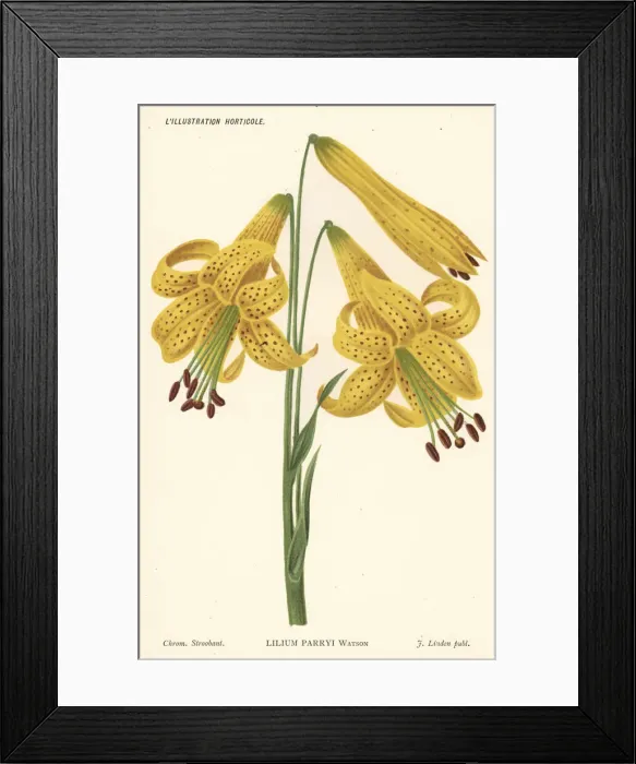 Framed Print : Lemon lily, Lilium parryi Framed Print : Lemon lily, Lilium parryi