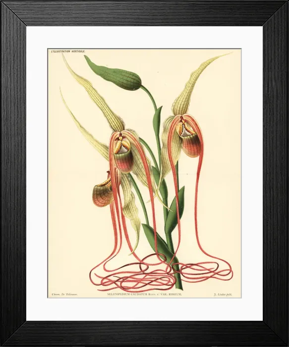 Framed Print : Mandarin orchid, Phragmipedium caudatum Framed Print : Mandarin orchid, Phragmipedium caudatum