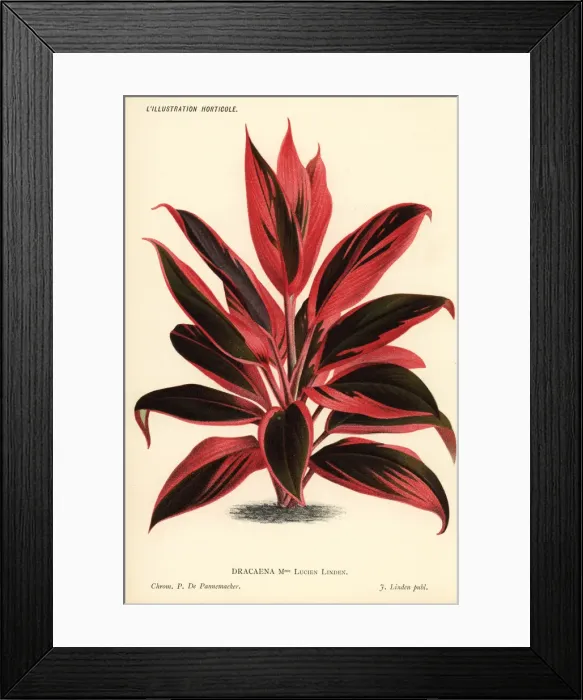 Framed Print : Cordyline cultivar, Madame Lucien Linden Framed Print : Cordyline cultivar, Madame Lucien Linden