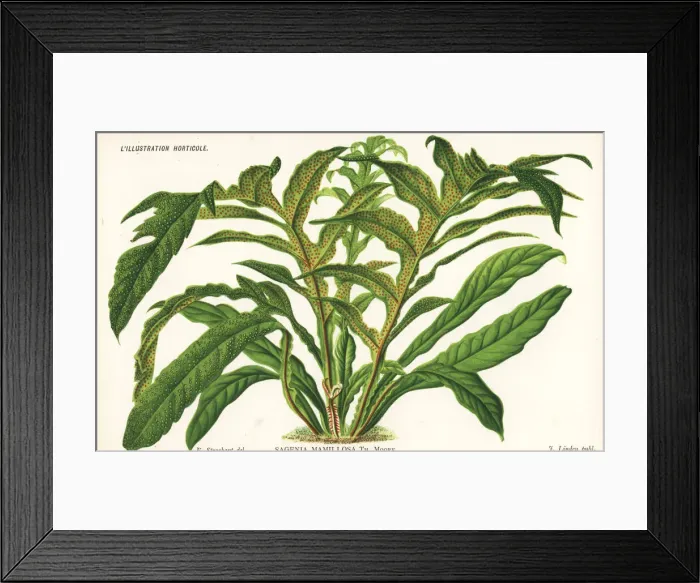 Framed Print : Unresolved species of halberd fern, Sagenia mamillosa Framed Print : Unresolved species of halberd fern, Sagenia mamillosa