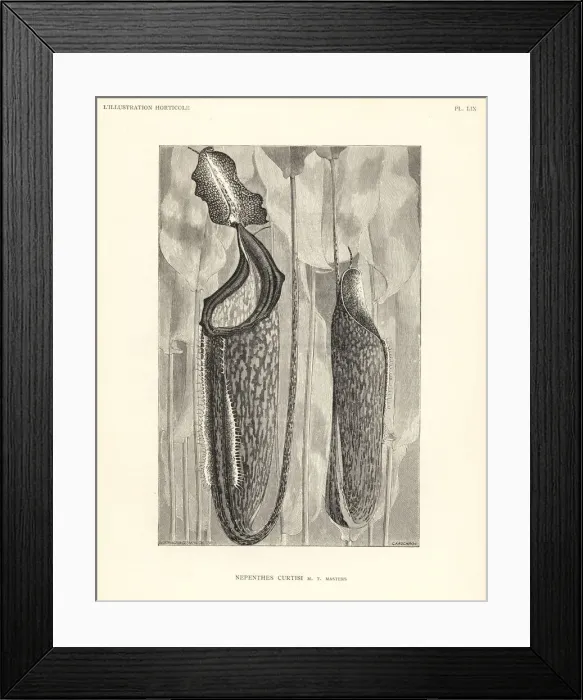 Framed Print : Unknown pitcher plant species, Nepenthes curtisi Framed Print : Unknown pitcher plant species, Nepenthes curtisi