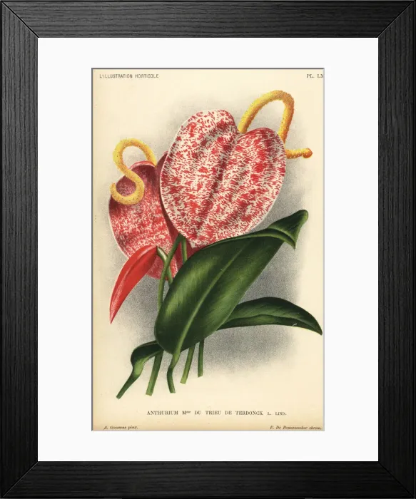 Framed Print : Anthurium hybrid, Madame du Trieu de Terdonck Framed Print : Anthurium hybrid, Madame du Trieu de Terdonck