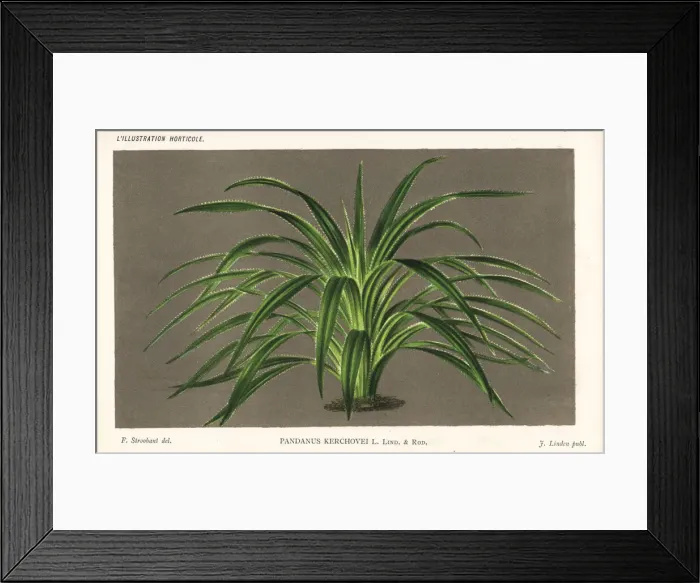 Framed Print : Comte de Kerchove de Denterghems screw pine Framed Print : Comte de Kerchove de Denterghems screw pine