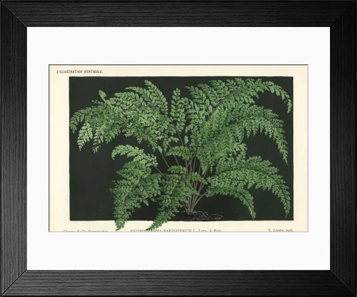 Framed Print : Unresolved fern species, Gymnogramma farinifera