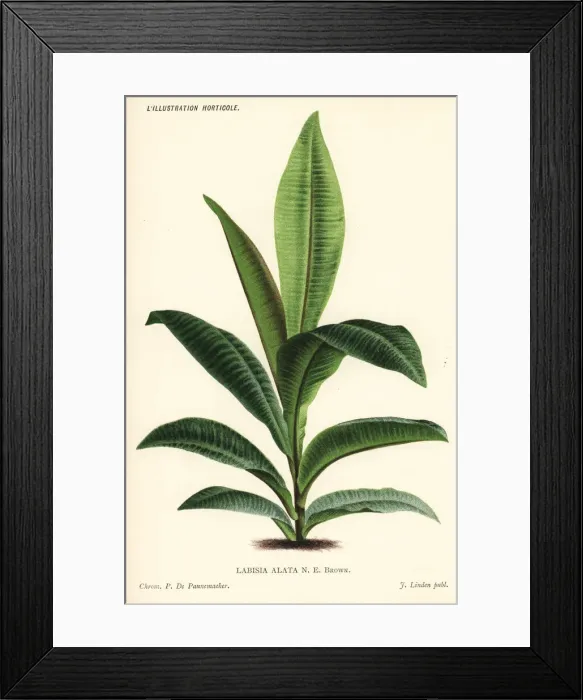 Framed Print : Labisia alata Framed Print : Labisia alata