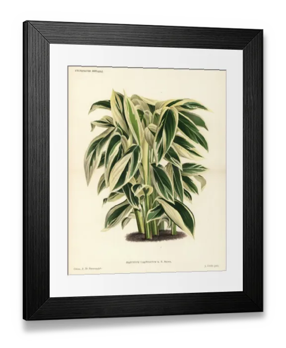 Framed Print : Maranta or arrowroot, Maranta arundinacea Framed Print : Maranta or arrowroot, Maranta arundinacea