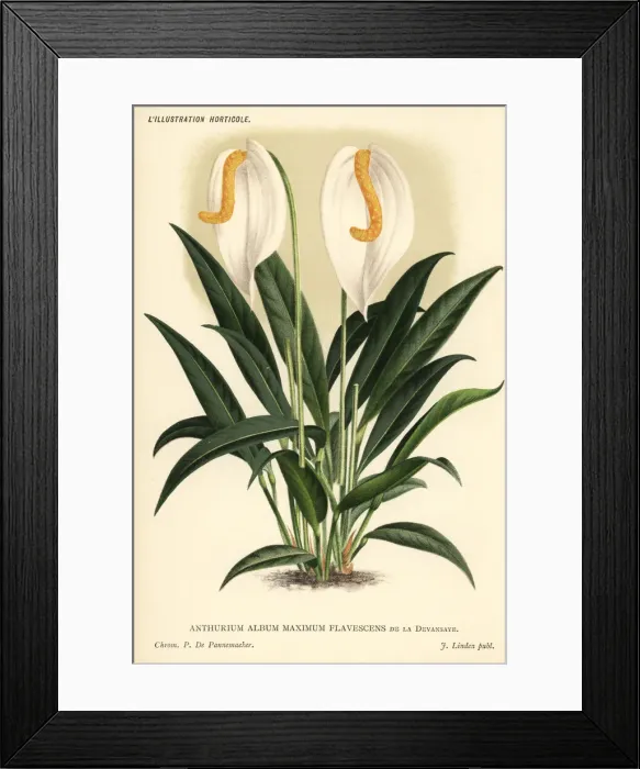 Framed Print : White flamingo flower, Anthurium scherzianum var Framed Print : White flamingo flower, Anthurium scherzianum var