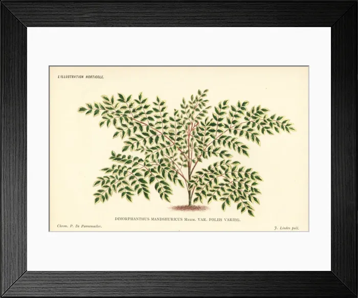 Framed Print : Japanese angelica-tree, Aralia elata var. mandshurica Framed Print : Japanese angelica-tree, Aralia elata var. mandshurica