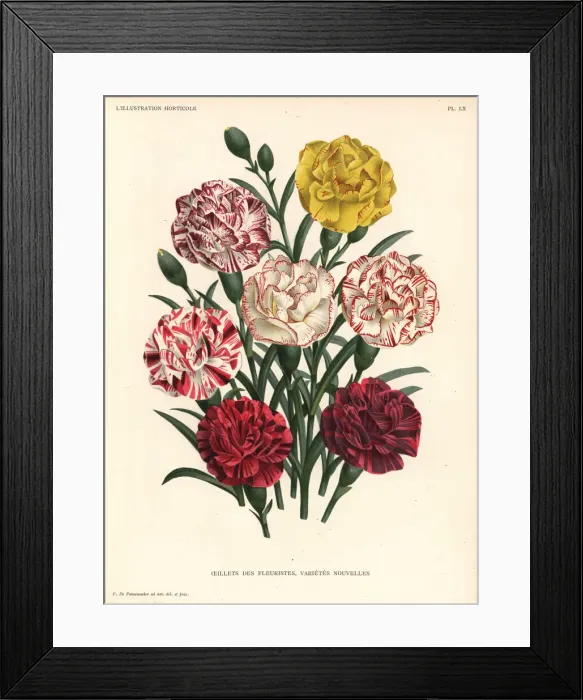 Framed Print : Carnation varieties, Dianthus caryophyllus Framed Print : Carnation varieties, Dianthus caryophyllus