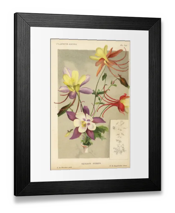 Framed Print : Columbine hybrids raised from Aquilegia glandulosa Framed Print : Columbine hybrids raised from Aquilegia glandulosa