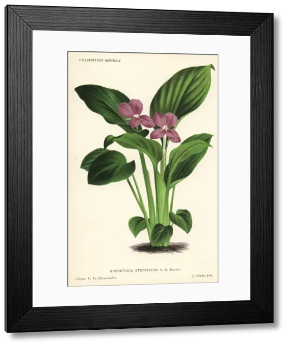 Framed Print : Silver spot ginger, Kaempferia elegans Framed Print : Silver spot ginger, Kaempferia elegans