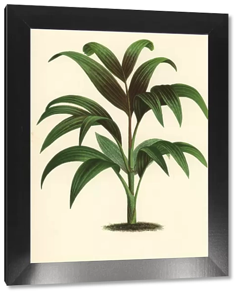 Pinanga decora palm tree