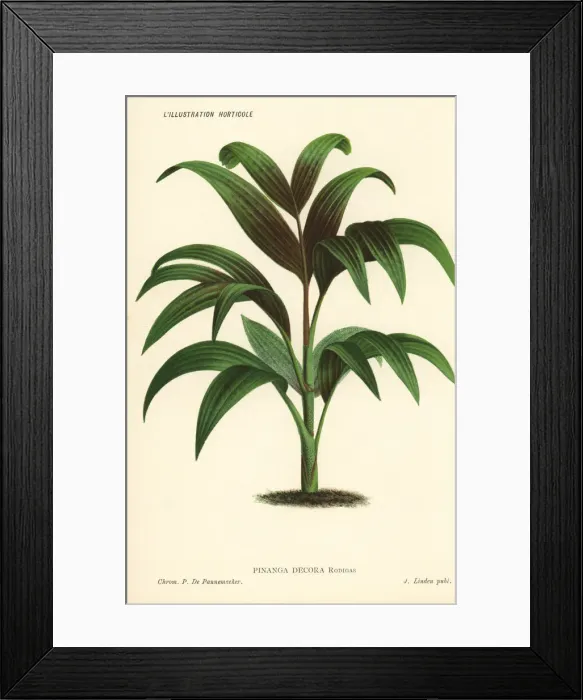 Framed Print : Pinanga decora palm tree Framed Print : Pinanga decora palm tree