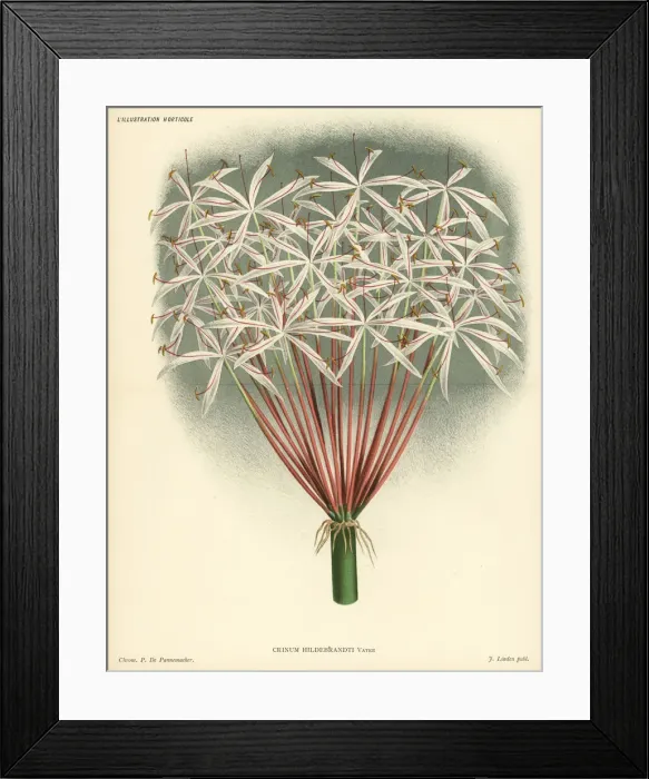 Framed Print : Dr. Hildebrandts crinum, Crinum hildebrandtii Framed Print : Dr. Hildebrandts crinum, Crinum hildebrandtii