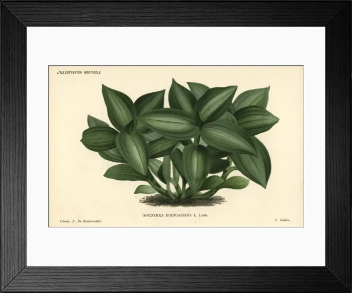Framed Print : Jewel orchid, Ludisia discolor Framed Print : Jewel orchid, Ludisia discolor